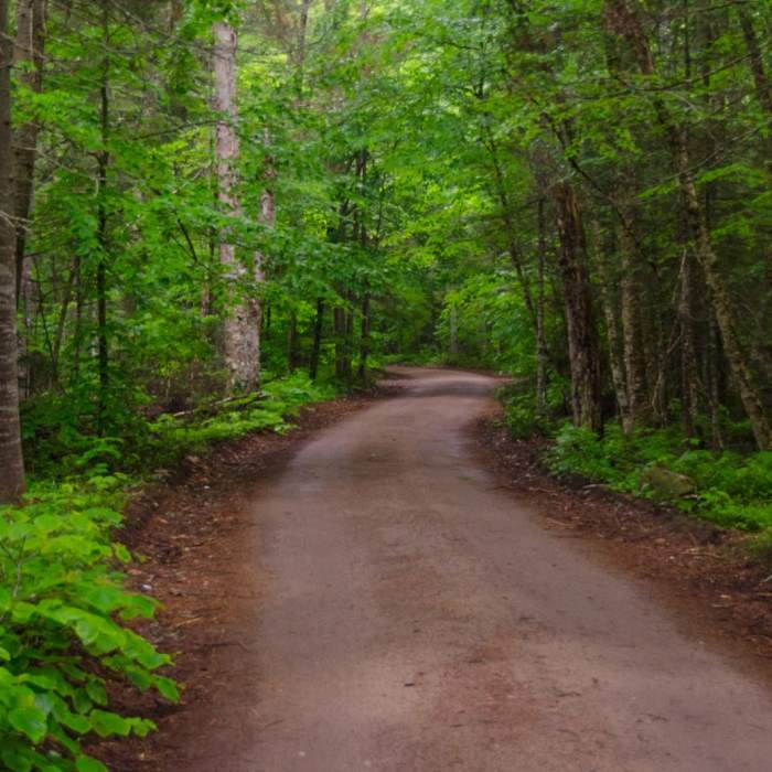 Near Connery Pond Near Connery Pond