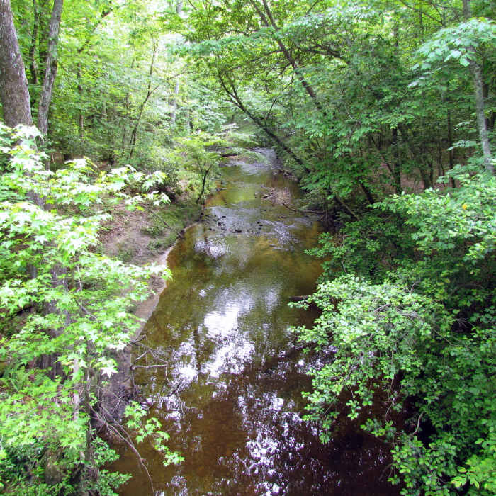 Mountain Laurel Raven Rock Near Campbell Creek Loop Trail