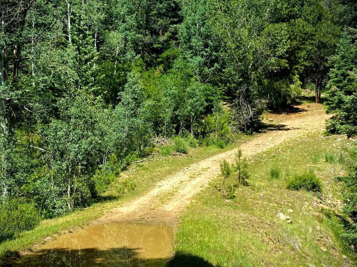 Devil Mountain-Fr Rd 626 photo 4