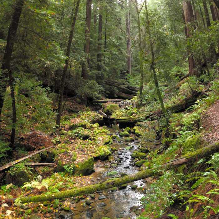 Near Skyline to the Sea Trail