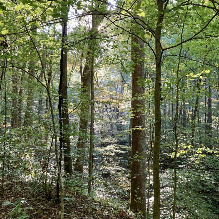 Near Debord + Emory Gap Falls Near Debord + Emory Gap Falls