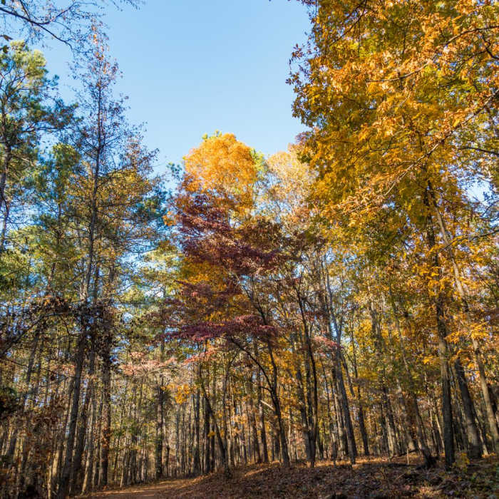 Near Pigeon and Cheatham Hill Loop