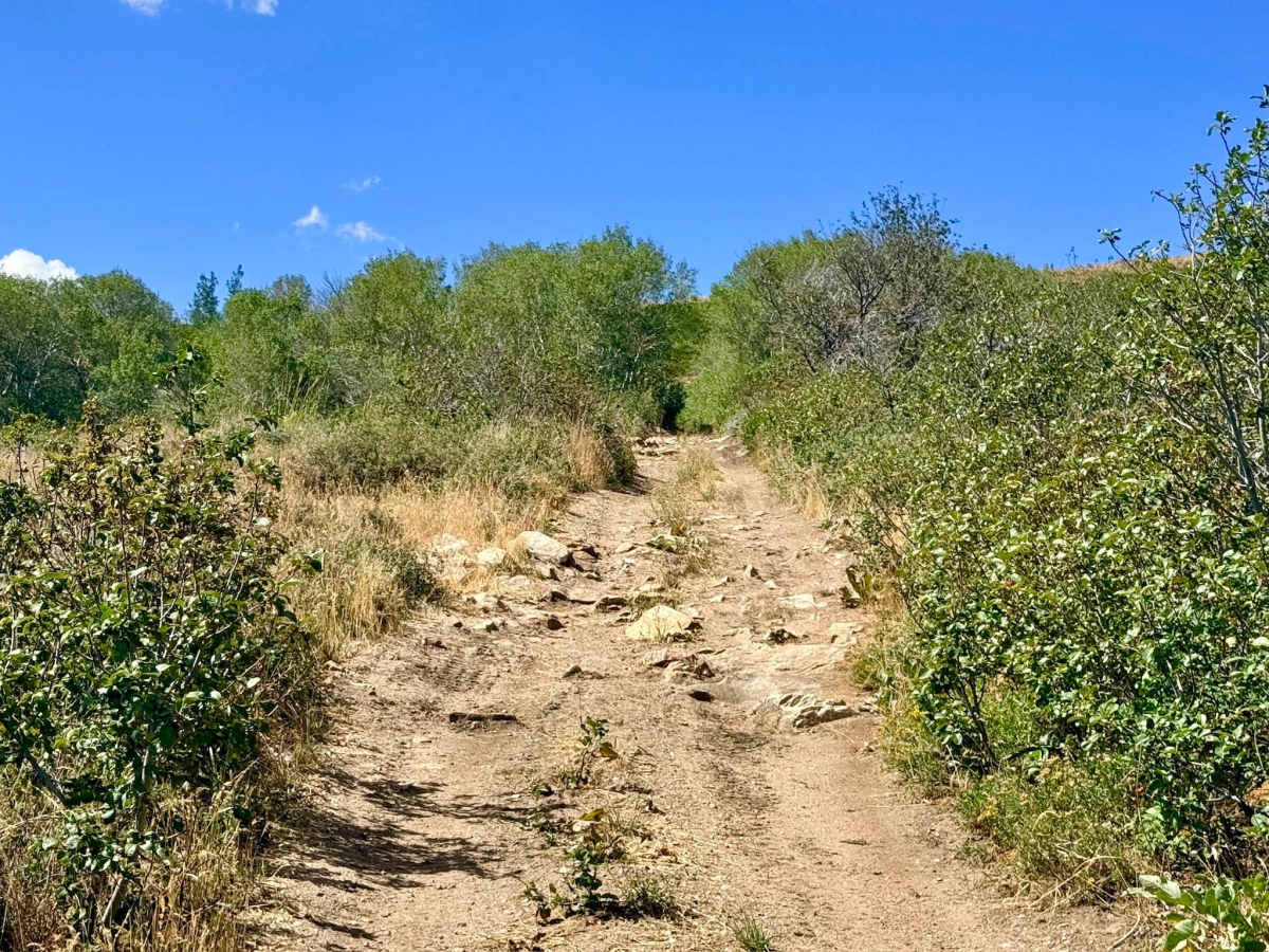 Green 1 Trail - FS 17713 photo 3