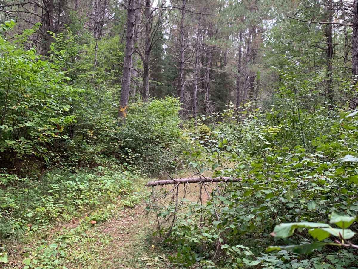 Jackpine Trail - FS 173K photo 4