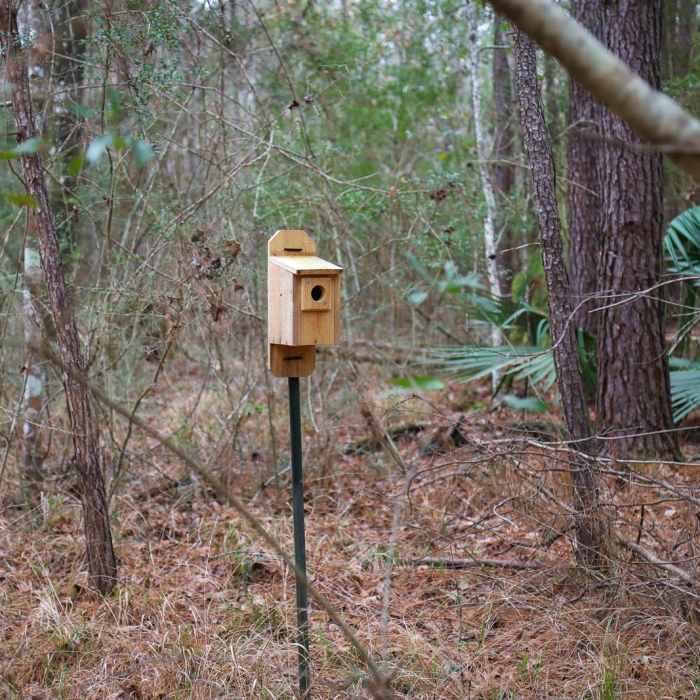 Near Bayou Cane Hike Near Bayou Cane Hike