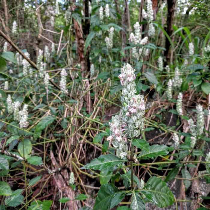 Near Nounou Mountain via the East Ridge