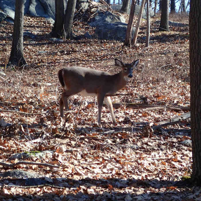 Near Diamond Mountain via Seven Hills Trail