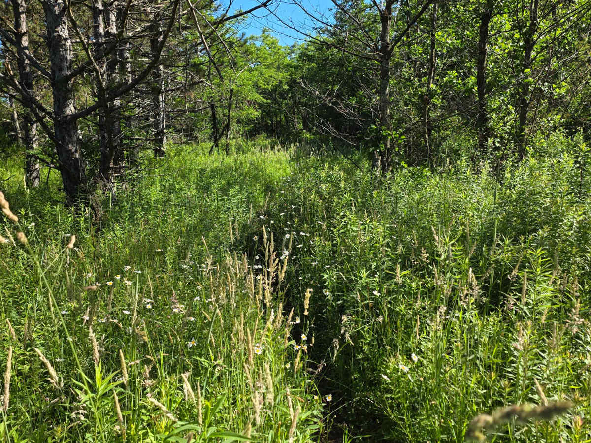 Single Track M1 trail photo
