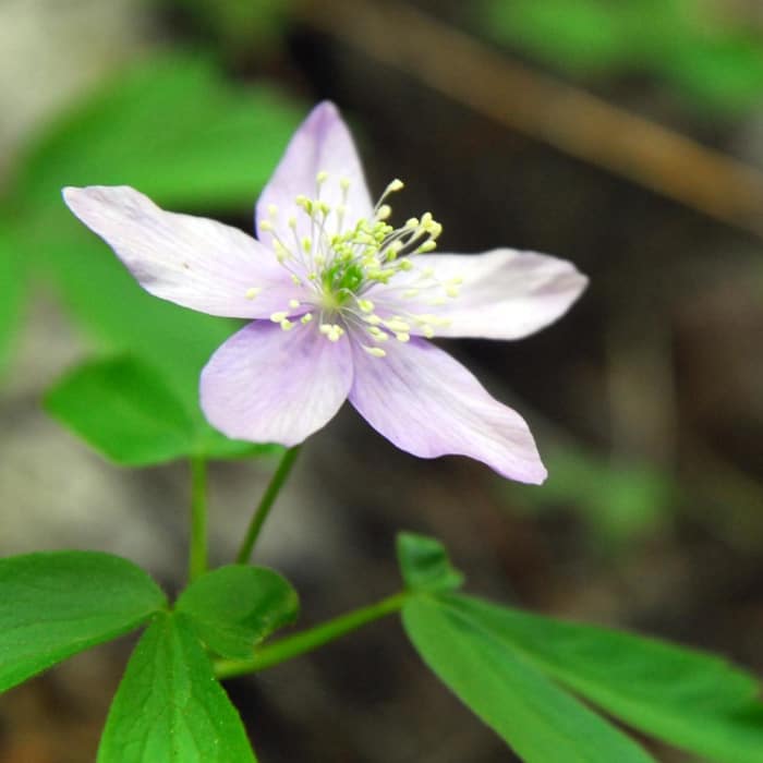 Near Tamanawas Falls Hike