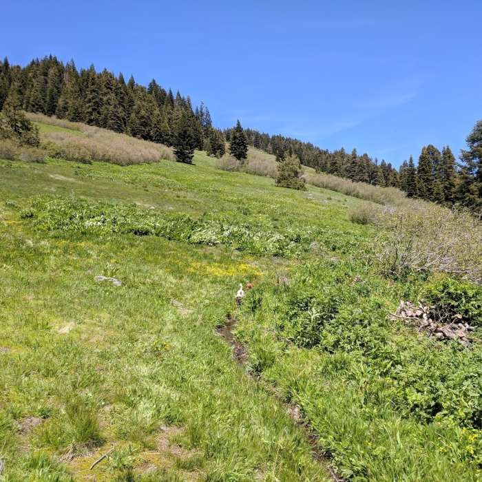 Starting across the meadows on the east side of Lake Peak. Near Mt. Elijah Trail #1206