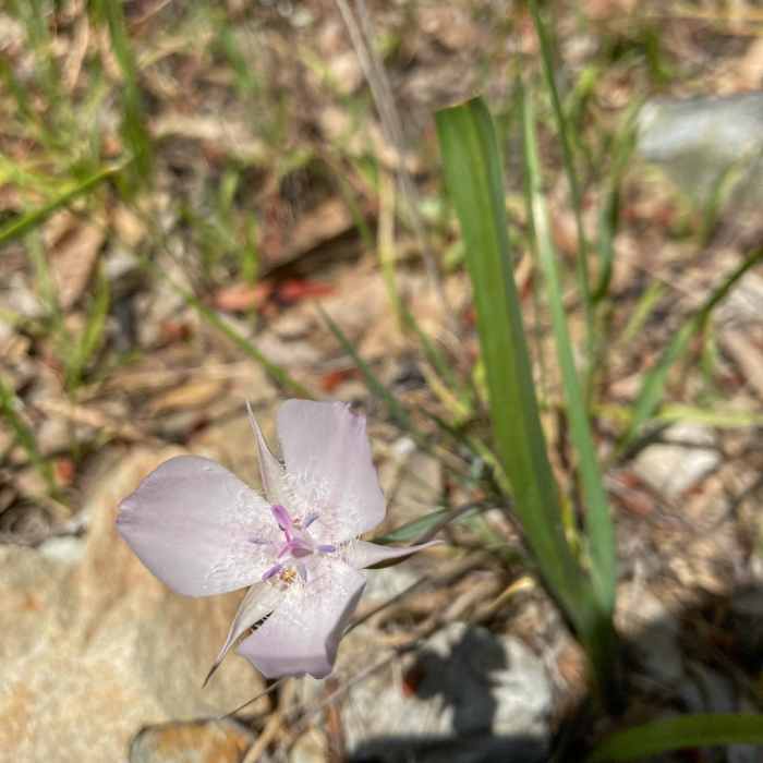 Near Mt Tamalpais via as Many Stairs as Possible (via Dipsea Stairs & Muir Woods)