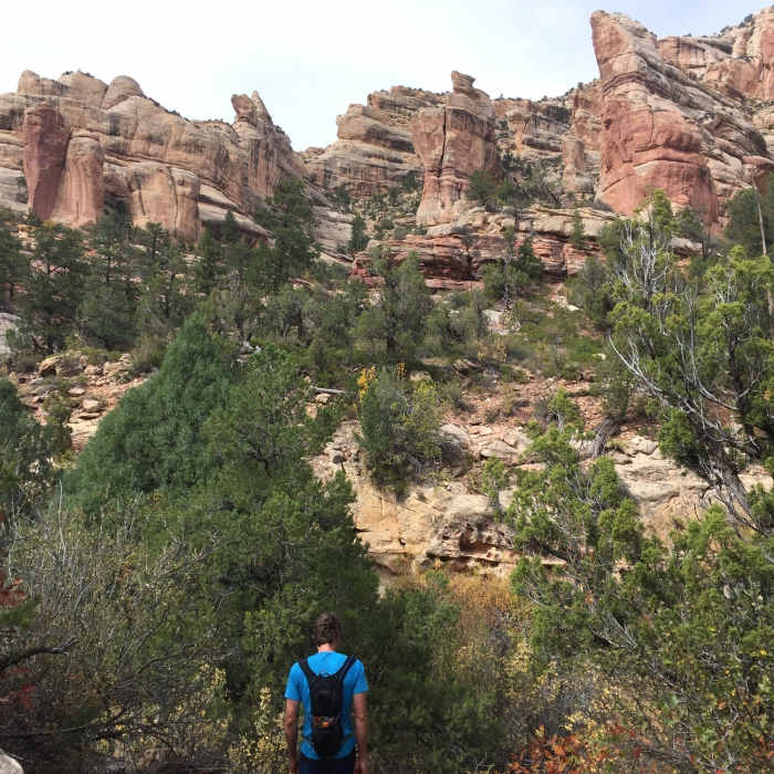 The sandstone features in this canyon are stunning. Near Hammond Canyon (012)