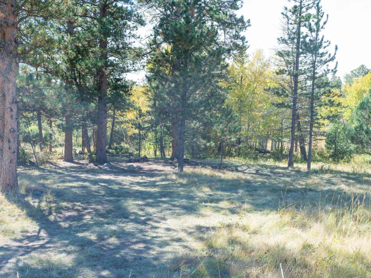 Forest Service Road 181C photo 6