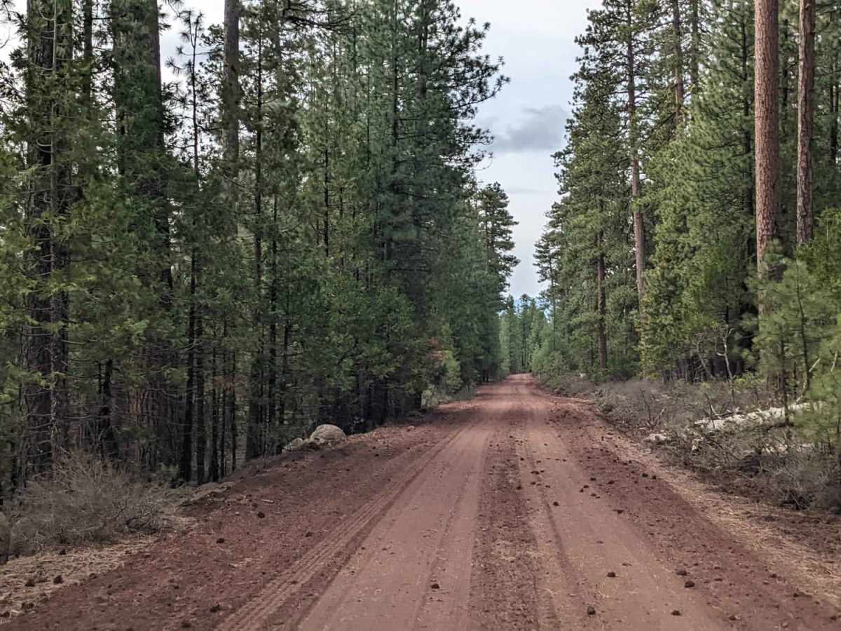 NF-113 trail photo