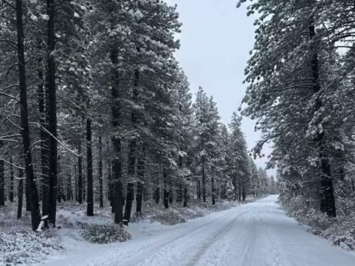 Forest Road 4100-000 photo 2