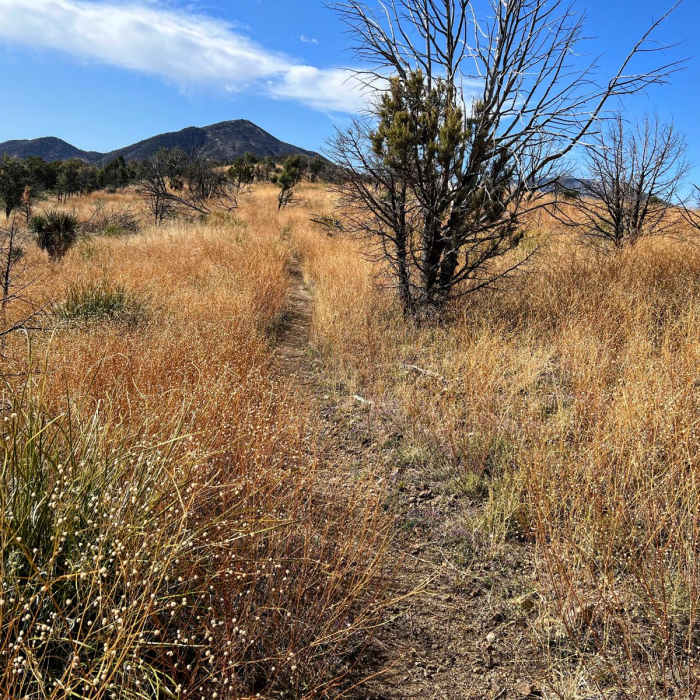 Near Oracle Ridge Trail