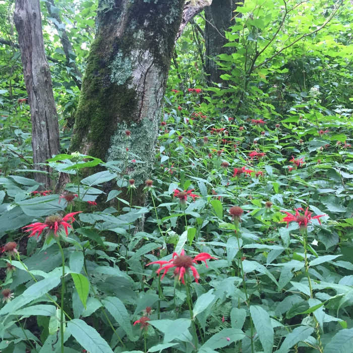 Near Cold Spring Gap Trail