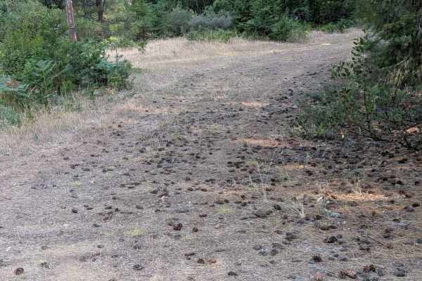 Little Bear Wallow Road - FS 1N15