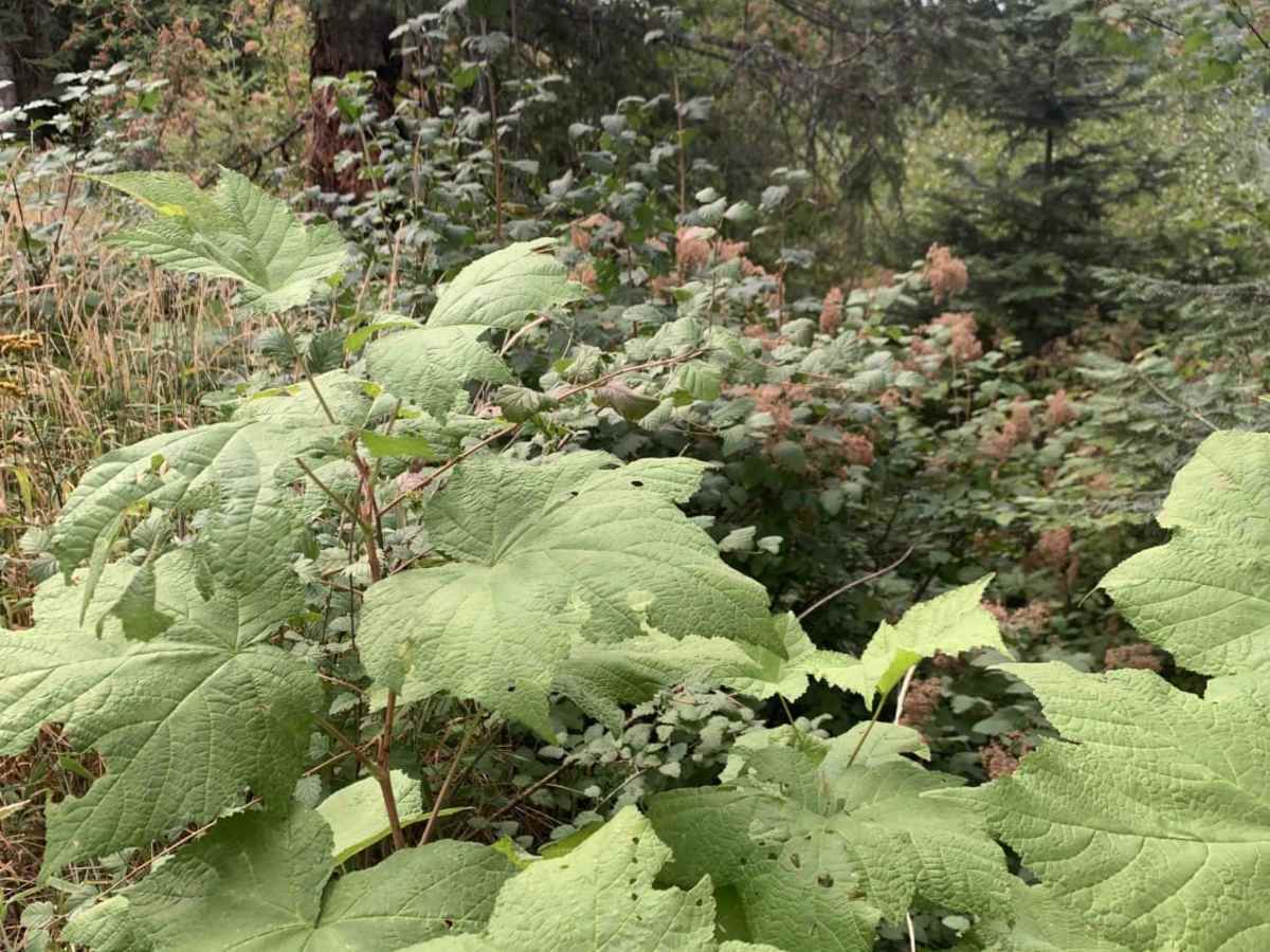 Horse Ridge Trail trail photo