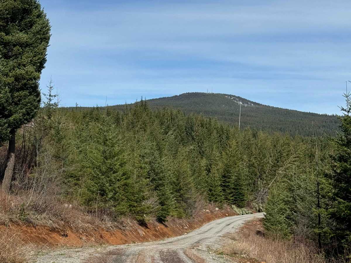 Larch Mountain Road photo 4