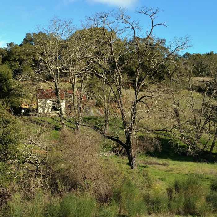 Near Bay Area Ridge Trail: Almaden Quicksilver County Park