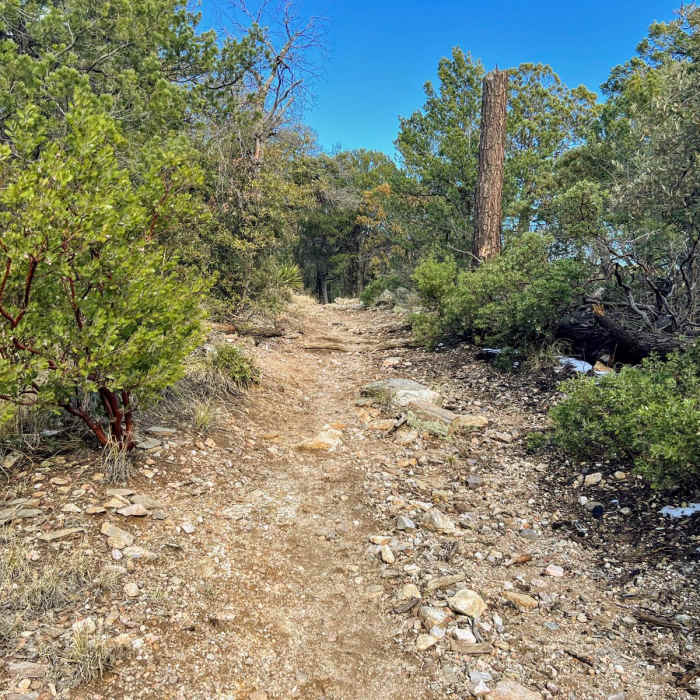 Near Tanque Verde to Mica Mountain
