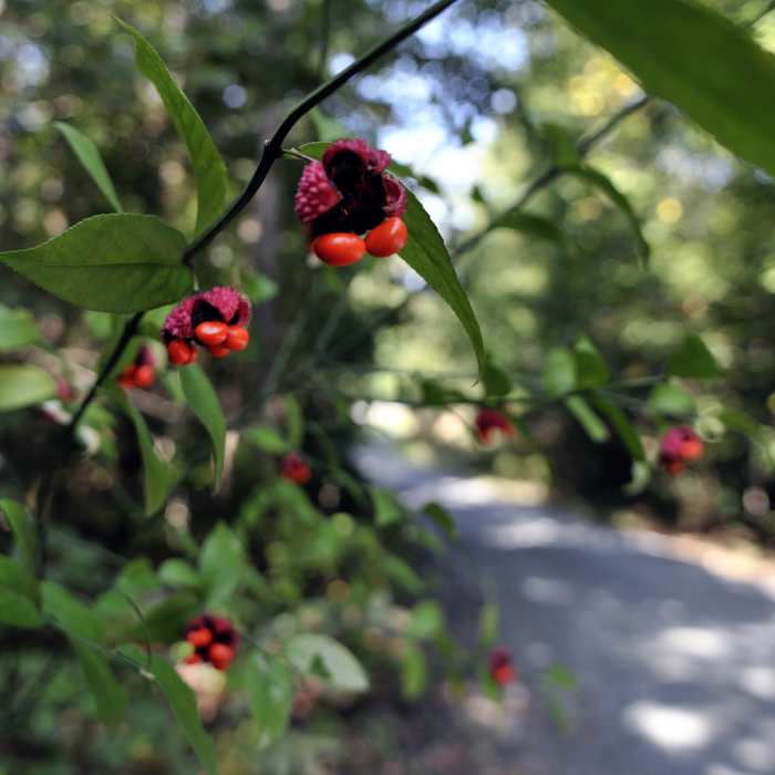 red berry trail Near Reedy Creek - Big Oak, Umbrella, and Dragonfly Loop