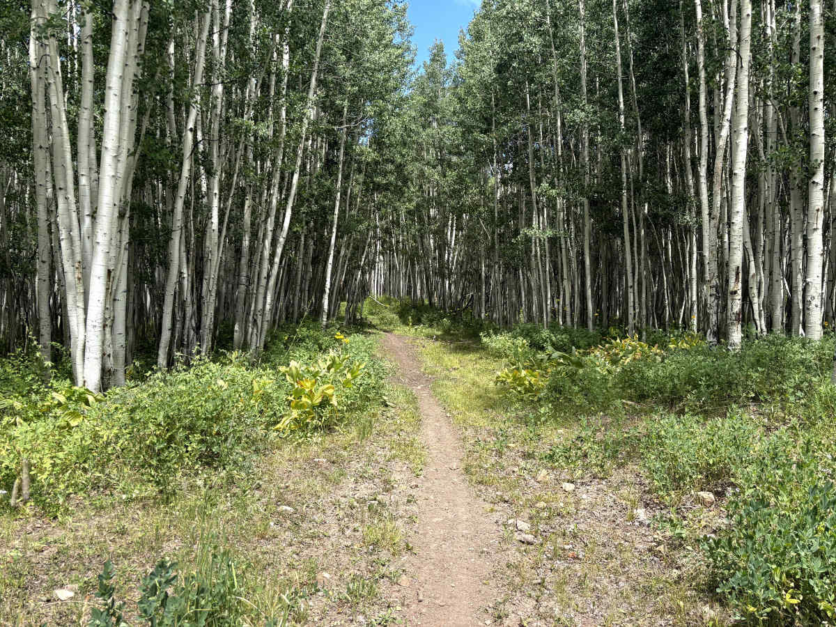 Powerline Trail photo 3