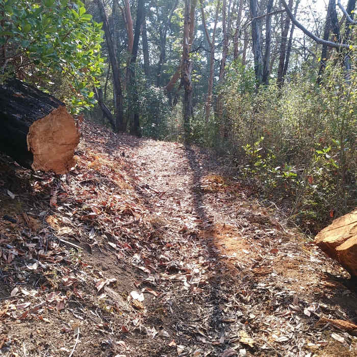 Near Butler Mountain Trail