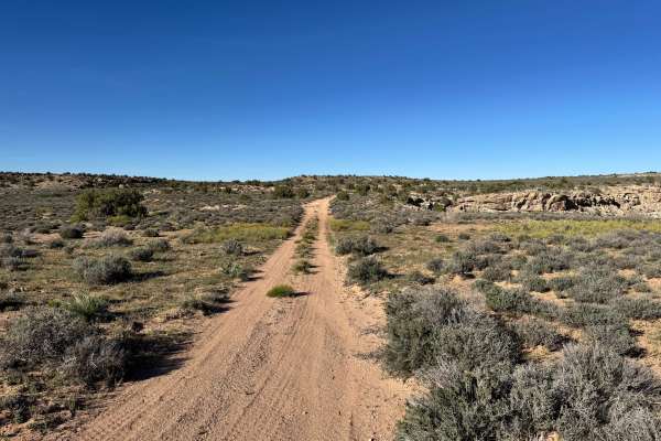 Yellow Cat Loop