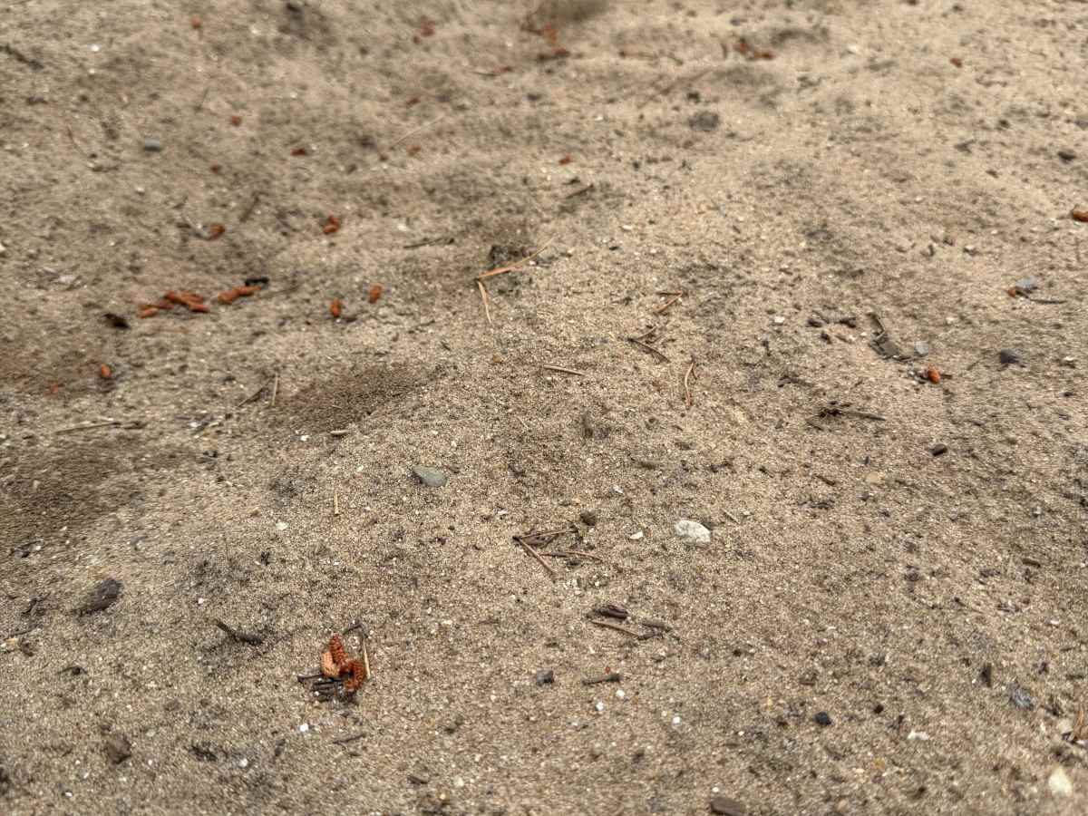 Kalkaska South Mountain Bike Trail photo 2