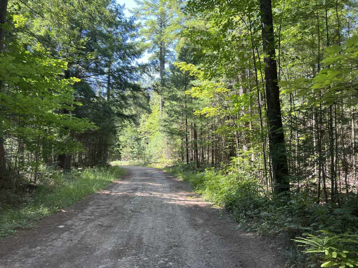 Fir -  Forest Road 13040 photo 5
