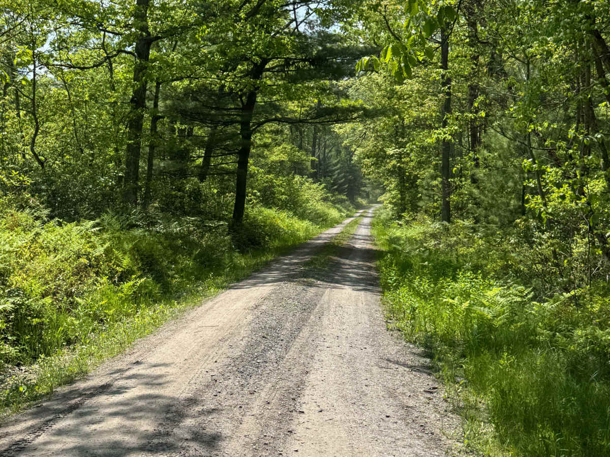Left Branch Hyner Run Road photo 6