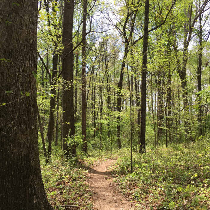 Evergreen Trail Near Evergreen Trail