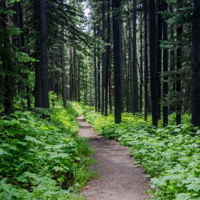 Near Pacific Northwest National Scenic Trail Section 1