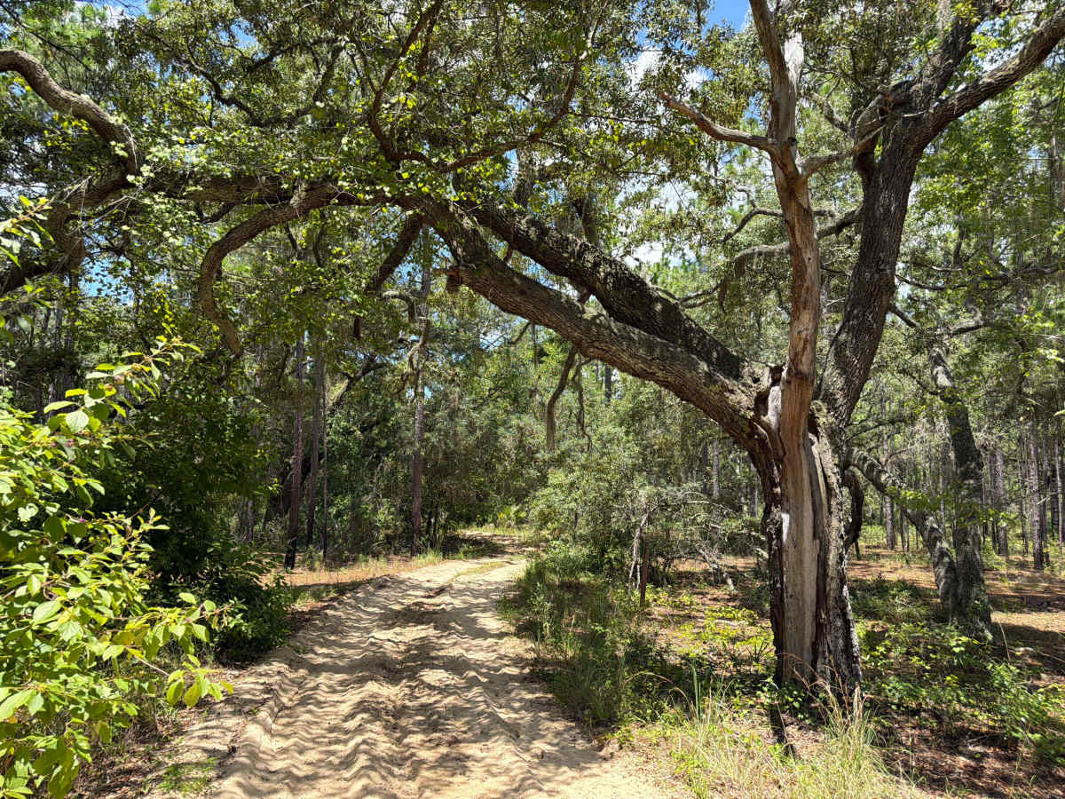 Shoesale Lake Loop trail photo