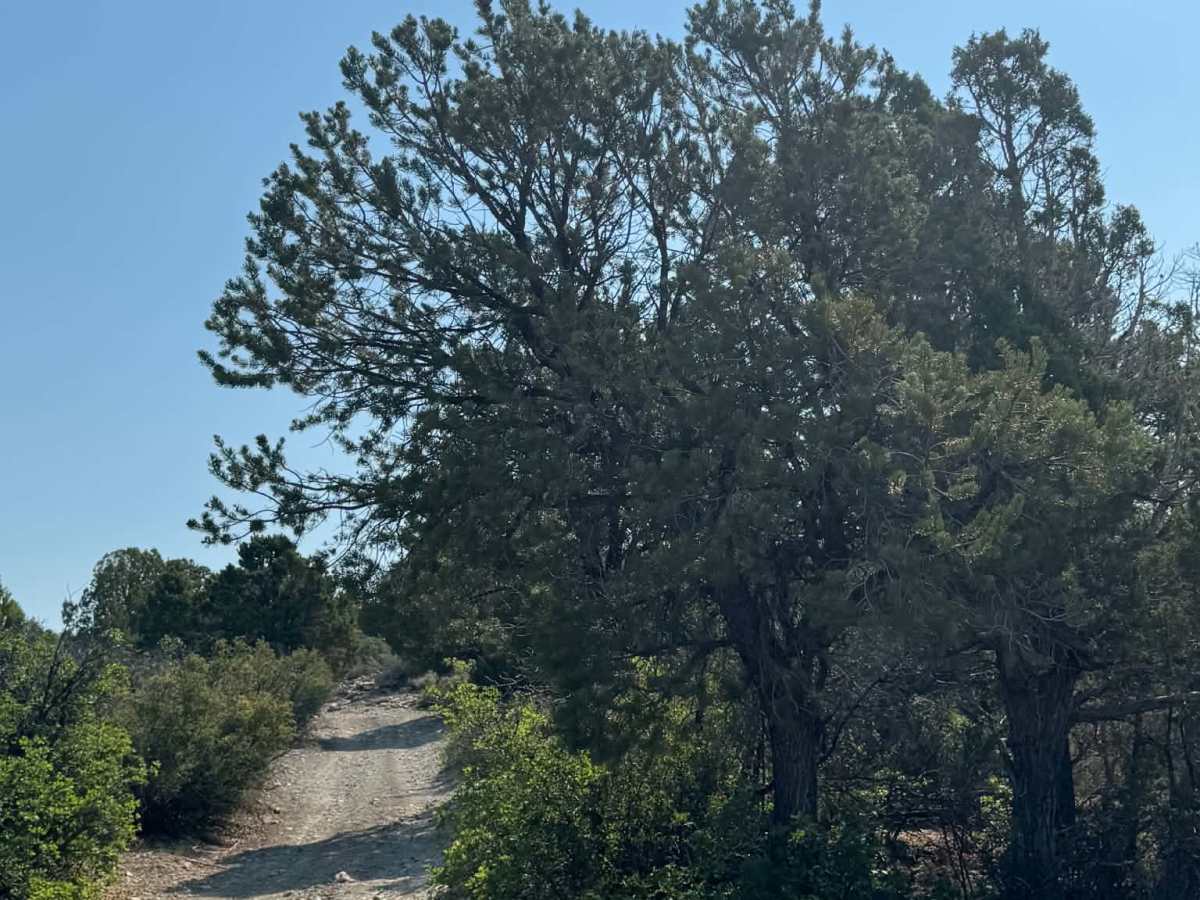 Rifle Loop photo 2