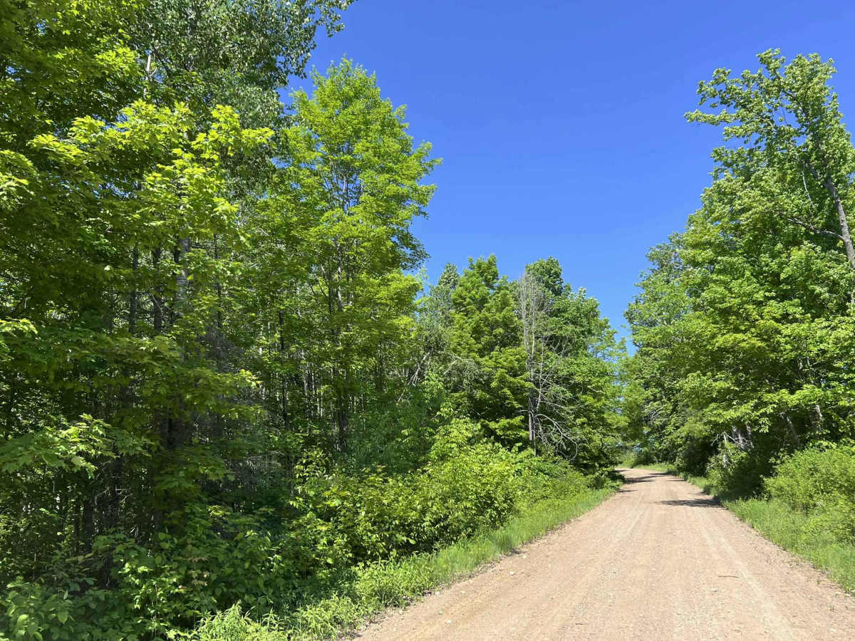 Diamond Roof Road - FS 2123 trail photo