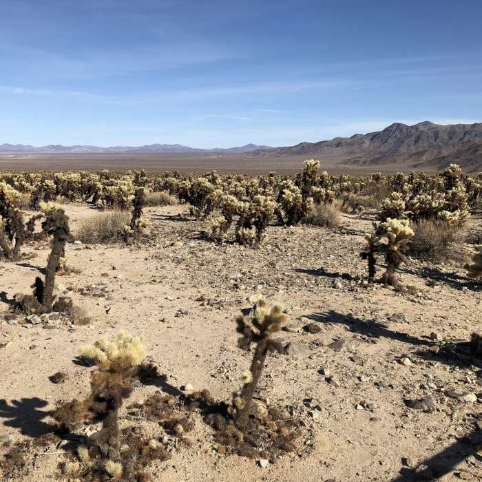 Near Cholla Cactus Garden Trail