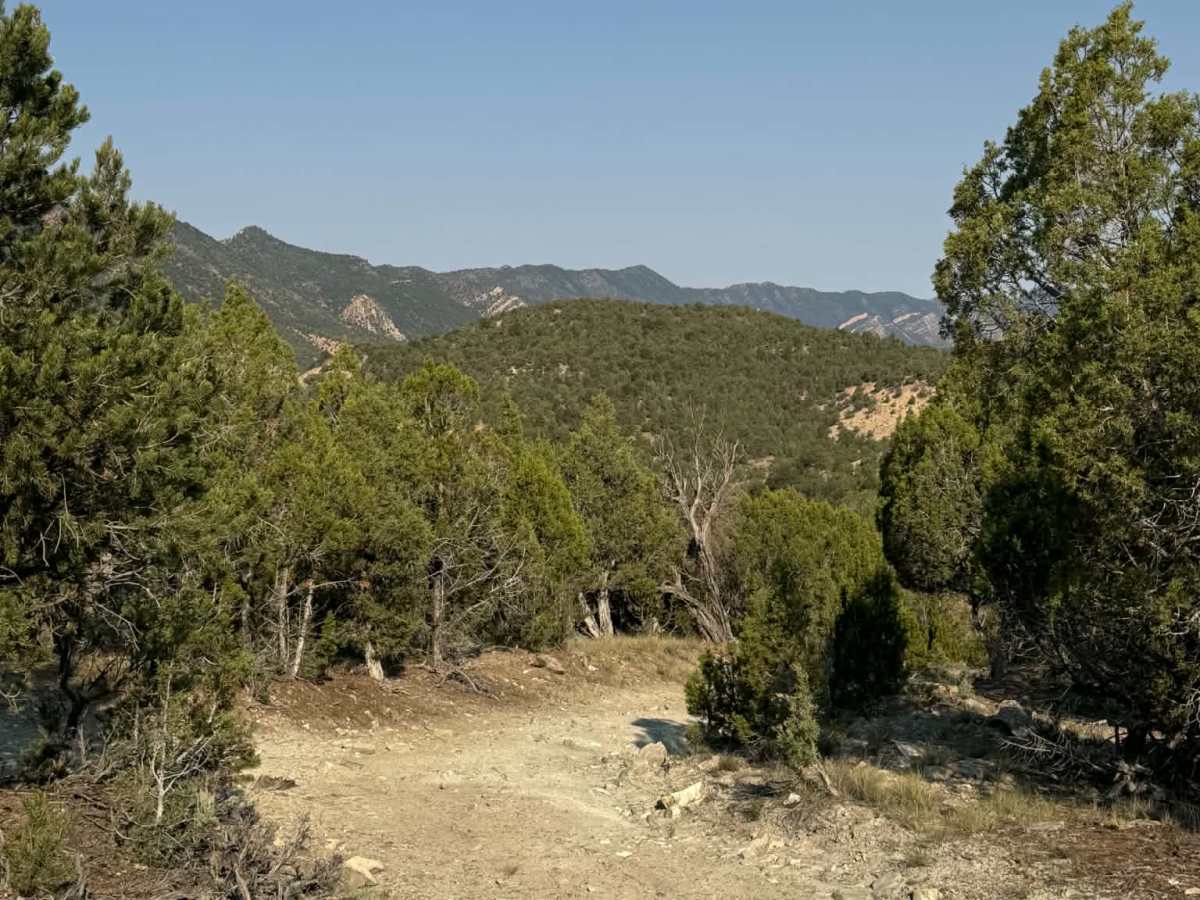 Rifle West photo 6