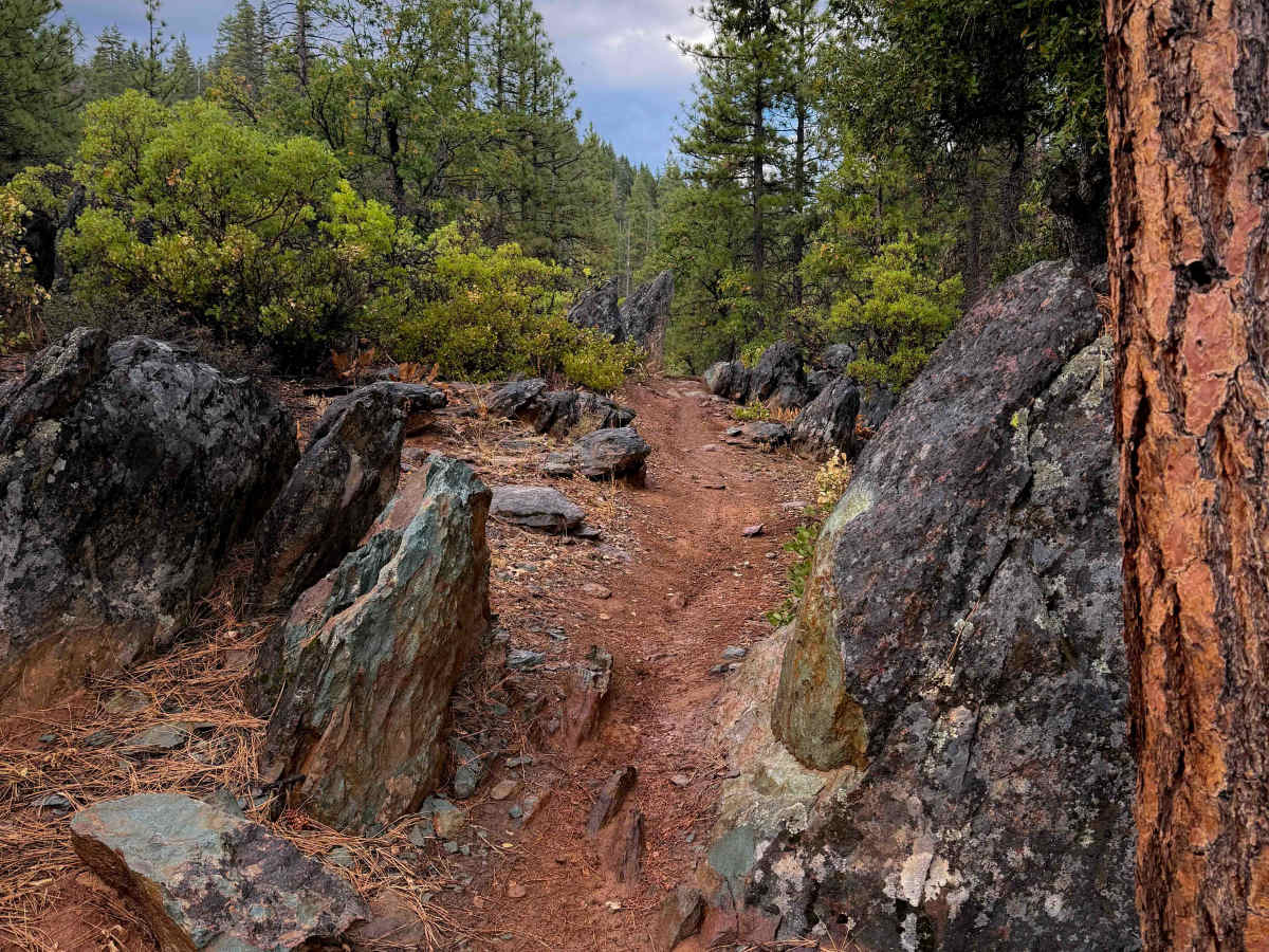 Taylor Creek  trail photo