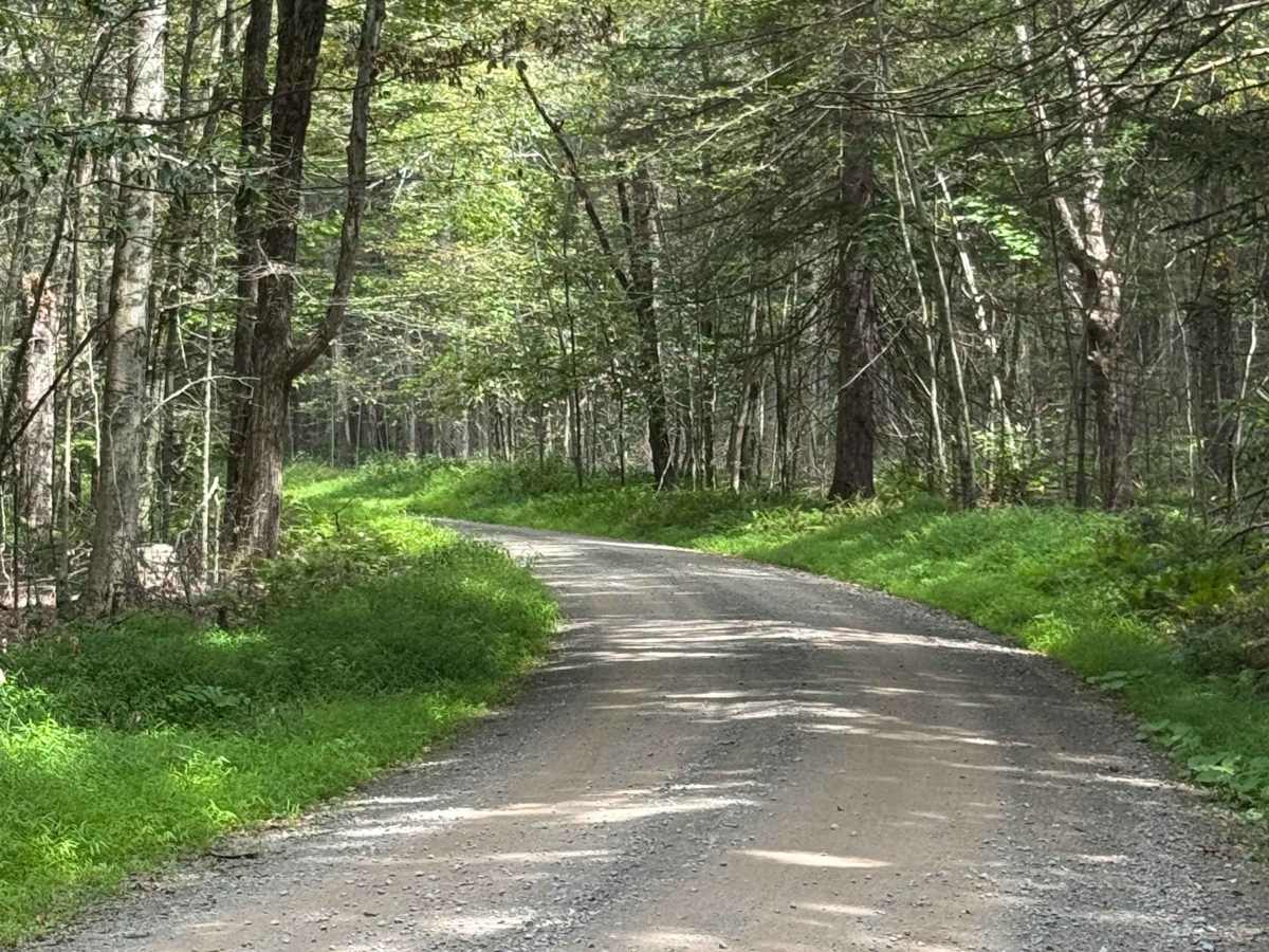 Ellenton Ridge Road trail photo