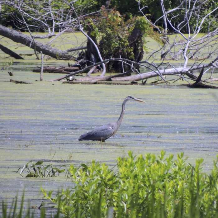 Great blue heron looking for food. Near Great Marsh Trail