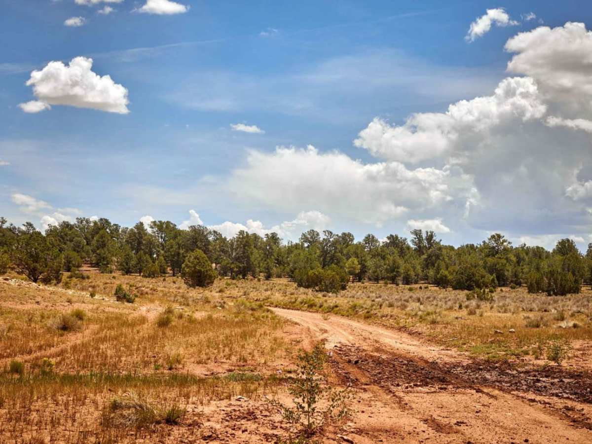 Old 301 Road (Southern Section) trail photo