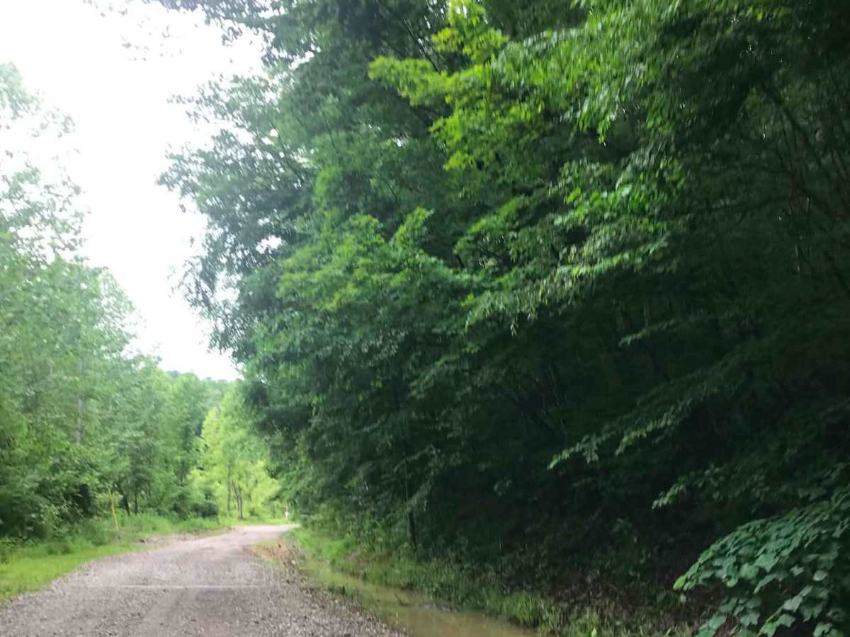 Brady Fork photo 5