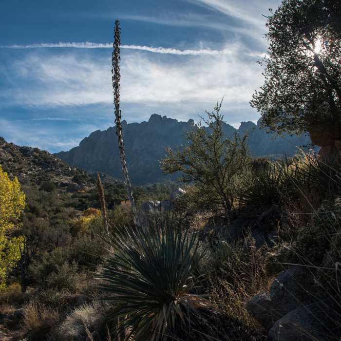 Pine Tree Trail Near Pine Tree Trail