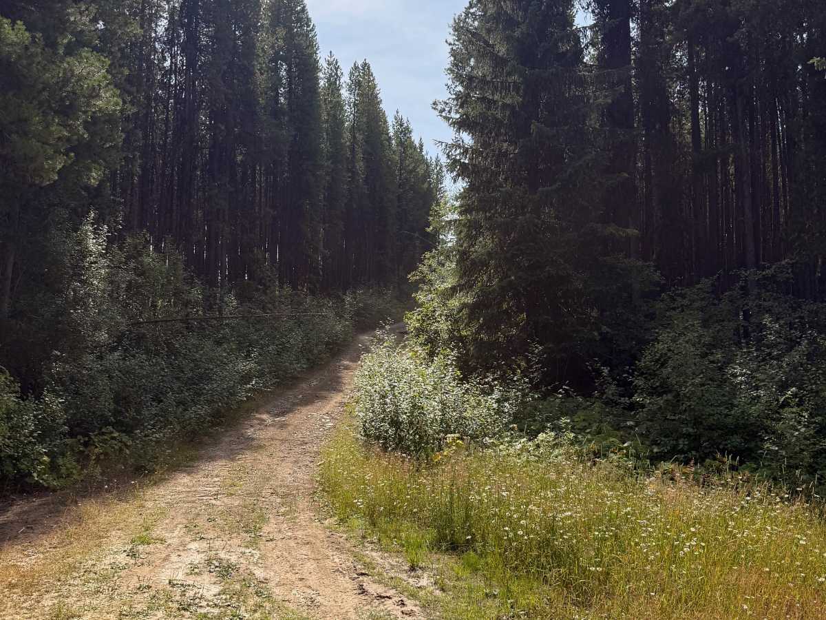Yahk Pass Spur photo 2