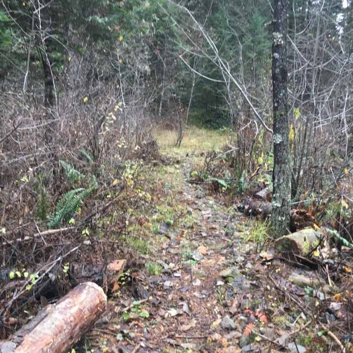 Near West Tiger Creek Trail #3229