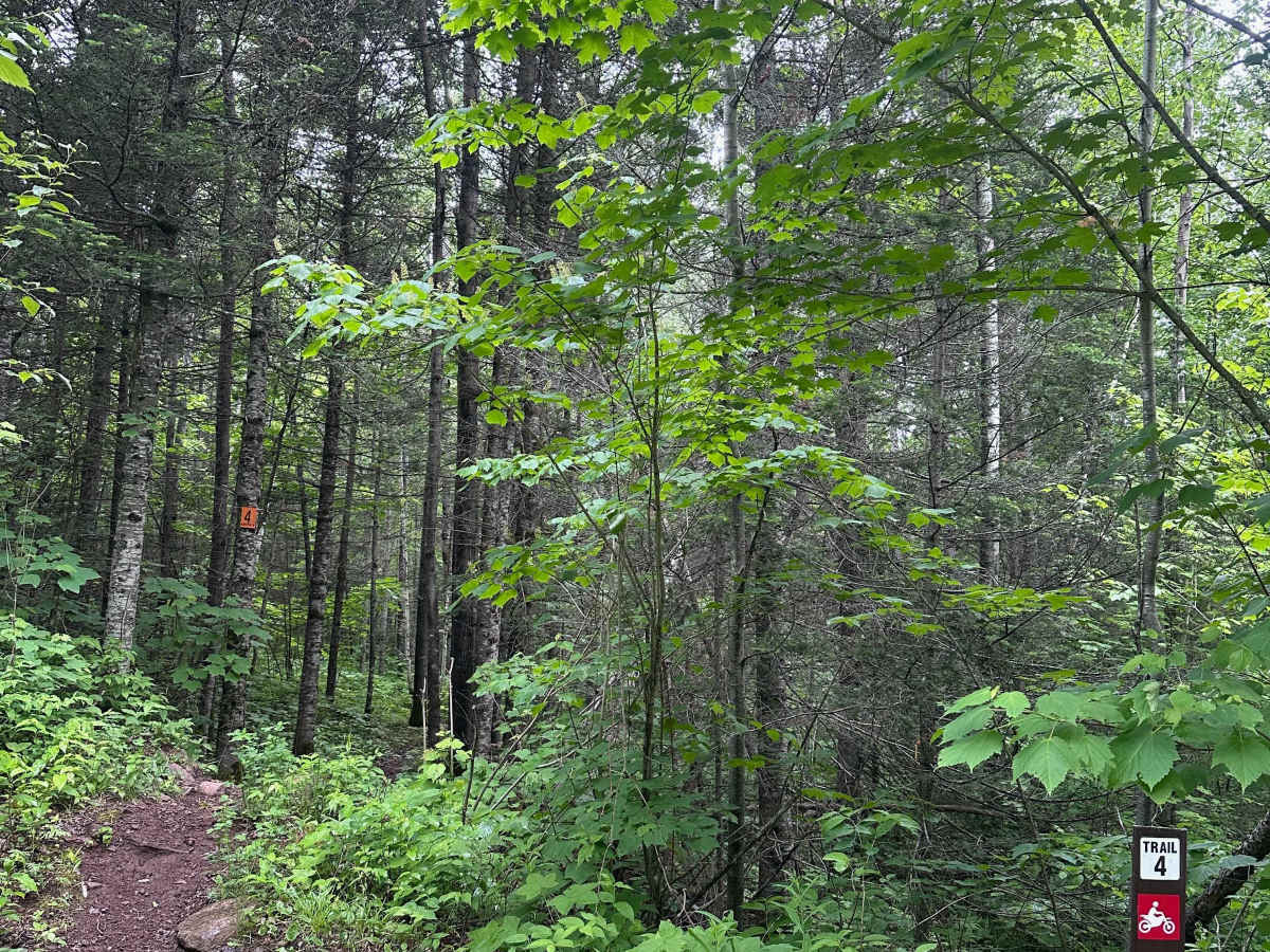 Alger Grade - Trail 4 trail photo