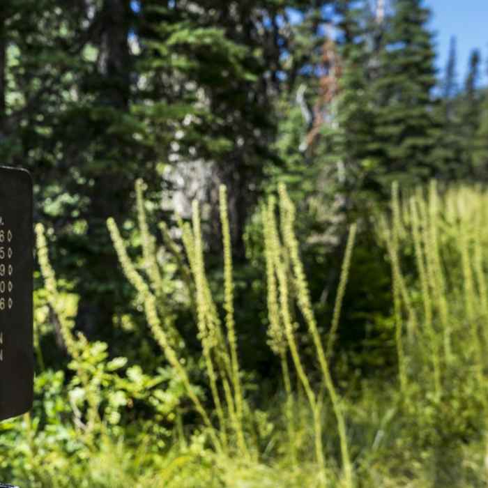 Near No Name Lake Hike